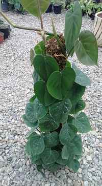 فروش پتوس قلبی سبز چوبدار 